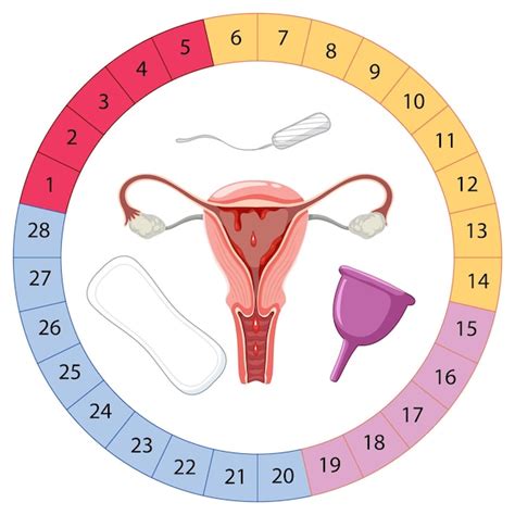 Free Vector | Stages of The Menstrual Cycle