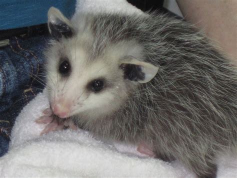 Baby possum | Baby possum, Awesome possum, Pets