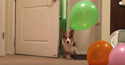 Corgi Has Best Reaction To His Surprise Birthday Party