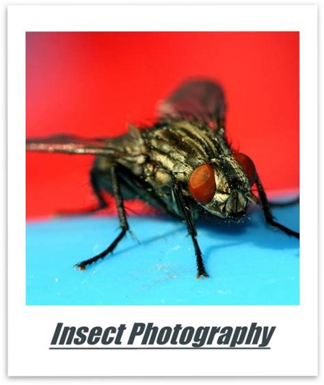 Insect Photography Tips | It's All In The Lens