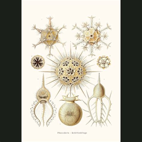 Radiolarians. Fine art print.