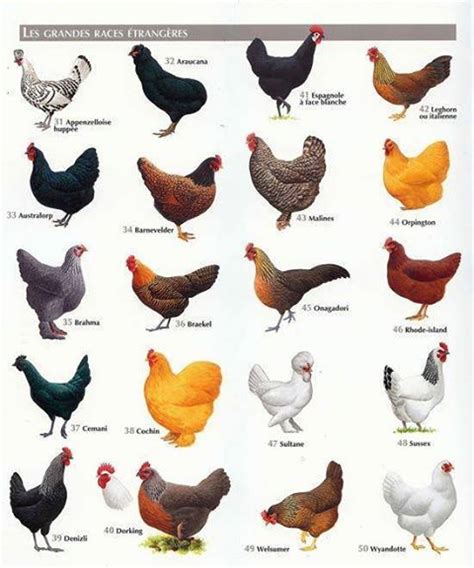 Best Chicken Breeds: 12 Types of Hens that Lay Lots of Eggs | Chicken ...