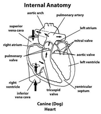 Heart Disease in Dogs