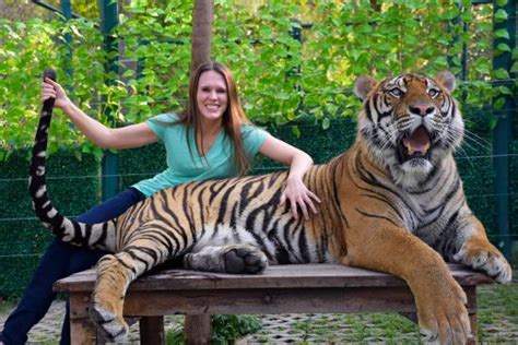 Best place to touch Tigers in Thailand - Review of Tiger Kingdom ...