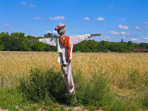 scarecrow at wheat field Free Photo Download | FreeImages