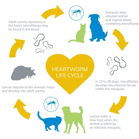 Heartworm Life Cycle