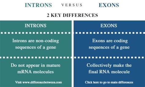 Difference Between Introns and Exons | Compare the Difference Between ...