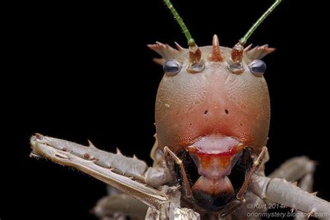 Up Close with Nature: Orthopterans of Malaysia