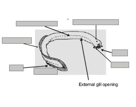 Hagfish Anatomy Quiz