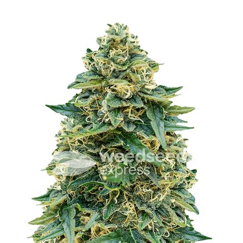 Weedseedsexpress: Stardawg autoflower seeds | Leafly