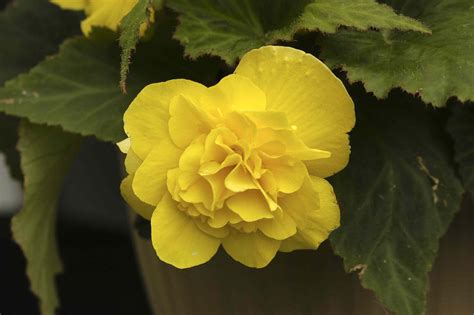 10 Varieties of Begonias for Gardens and Containers