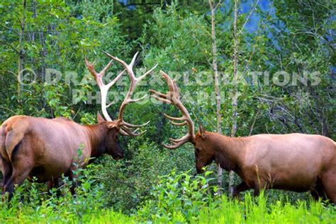 Bull Elk Fighting Big Antlers Wildlife by DrakeExplorations