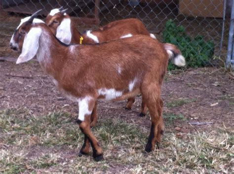 BEST BREED OF GOAT FOR A BACKYARD FARM | BackYard Chickens