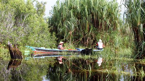 Tropical Peatland Conservation and Restoration in Katingan-Mentaya ...