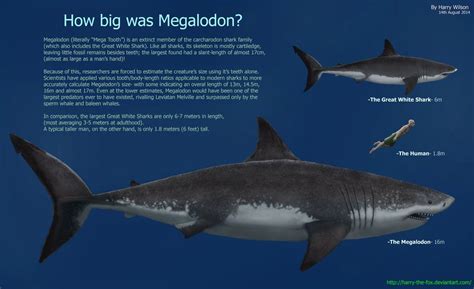 Megalodon Size Chart - Bing Images | Sharks | Megalodon, At home ...