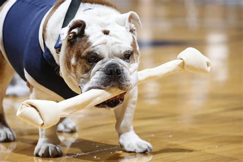 Butler Bulldogs mascot Trip not attending Big East Tournament