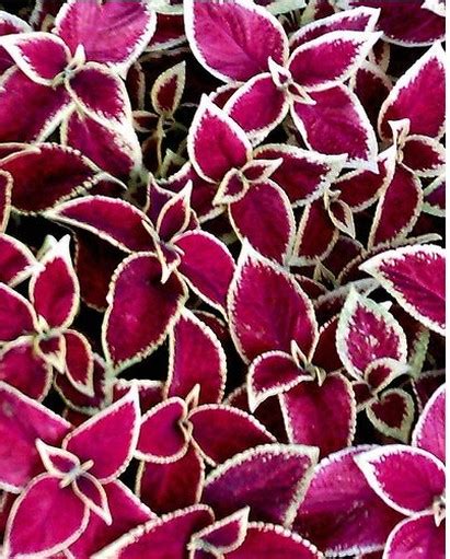 artistic rich colored coleus flowers plants.jpg