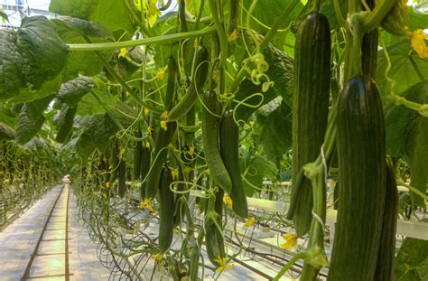 When to Harvest Cucumber? Freshness Guaranteed! - Go Grow Garden