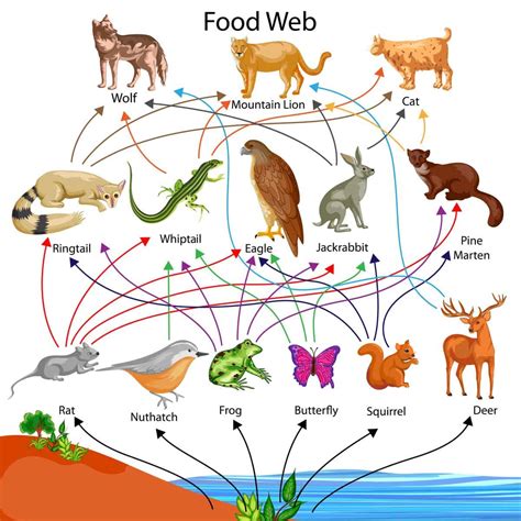 Food Chain: 1. Primary Producer - A-Z Animals