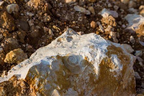 Imprint Fossil Of An Ammonite Ammonoidea Stock Image - Image of natural ...