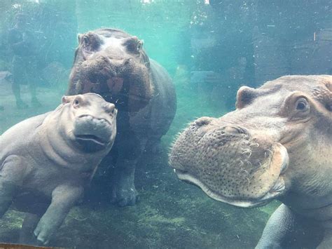 Fiona the Baby Hippo: A Timeline of the Cincinnati Zoo's Star Hippo