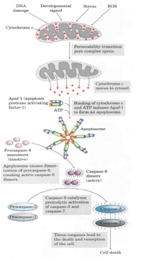 Role of cytochrome c in apoptosis. (The figure adapted from Lehninger ...