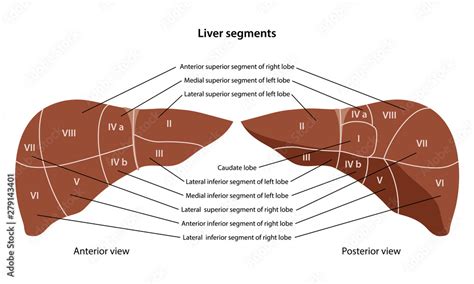 Anatomy of the human liver with description of the segments and lobes. Anterior and posterior ...