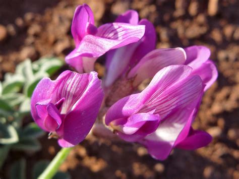 Astragalus amphioxys - Alchetron, The Free Social Encyclopedia