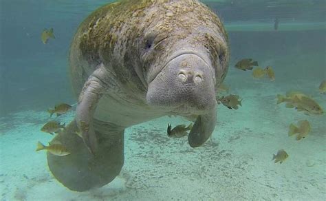 Manatee Population Has Rebounded 500 Percent, No Longer Endangered - Good News Network