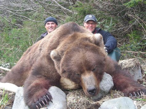 Brown Bear - Alaska's Premier Hunting Outfitter, Grizzinator's Alaska Glacier Mountain Outfitter ...