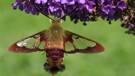 Tropicalia Wildfile: Hummingbird clearwing moth