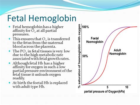 What Is The Difference Between Myoglobin Foetal Haemoglobin And Adult | Free Hot Nude Porn Pic ...