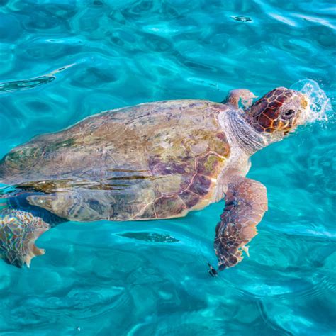 A guide to turtle spotting in Zante | Orbzii