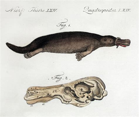 Platypus Anatomy (blumenbach) Photograph by Paul D Stewart - Pixels