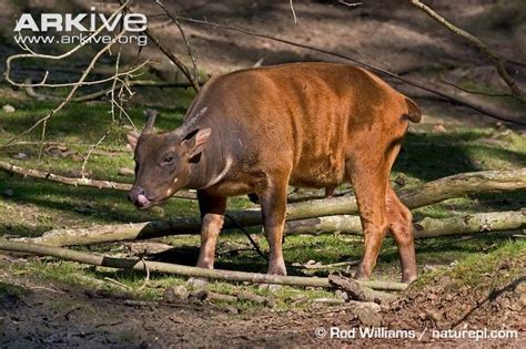 Habitat Anoa di Cagar Alam Pangi Binangga | edelweiss