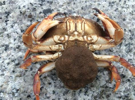 Bait Rock Crabs, Live or Frozen bulk | Gulf Of Maine, Inc.