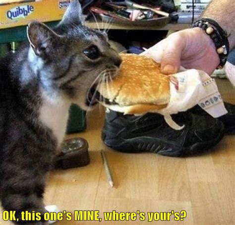 OK, this one's MINE, where's your's? - Lolcats - lol | cat memes ...