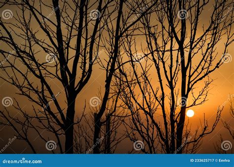 Tree Branch Silhouette at the Sunset Sky. Stock Image - Image of beauty ...