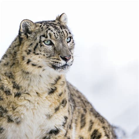 Impacts and Assessment of the Endangered Snow Leopard: A Conservational Approach - JournalQuest