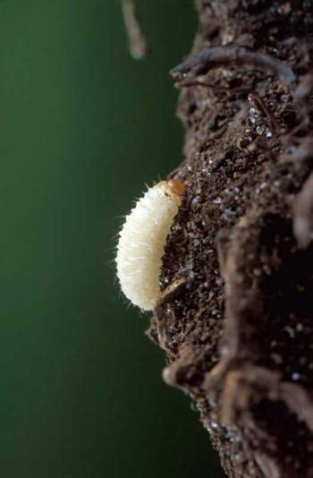 Black Vine Weevil Larvae - Mauget