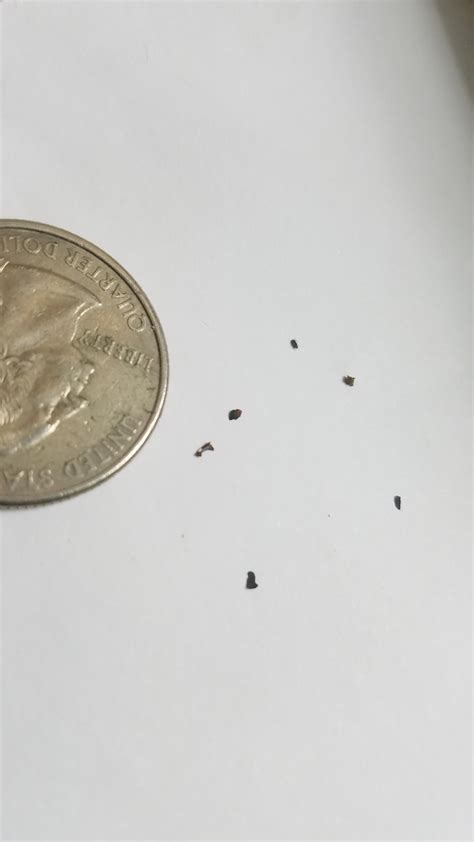 Bed bug feces? Found in random spots on top of sheets. : r/Bedbugs