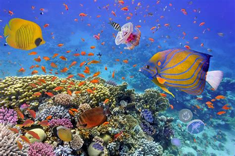 Scientists are battling to save the world's coral reefs - Earth.com