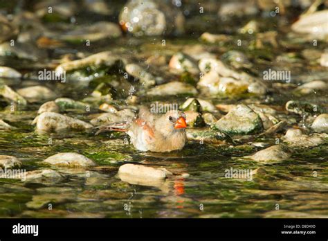 Female Northern cardinal bird bathing in a rocky puddle, Christoval ...