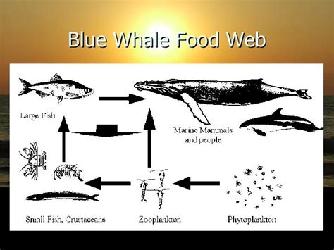 Blue whale[2]