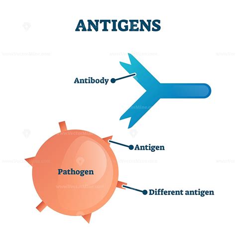 Free antigens vector illustration | Biology lesson plans, Biology ...