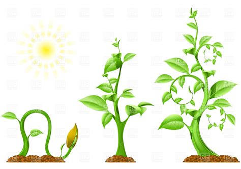 free clipart tree growings 20 free Cliparts | Download images on Clipground 2024