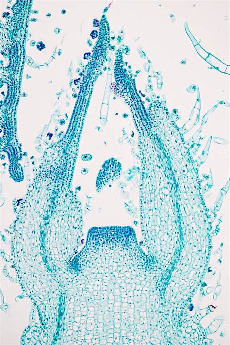 Plant Tissues Under the Microscope in the Laboratory. Stock Photo - Image of structure, flower ...