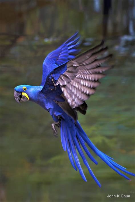 Hyacinth Macaw