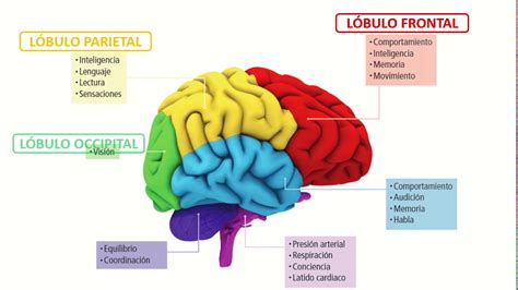 no se dio cuenta Robar a Polar anatomia del cerebro y funciones falta ...