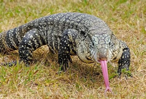 Argentine Tegu: Everything First-Time Owners Need To Know - Everything ...